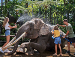 Mason Elephant Safari Park: Edukasi & Wisata Gajah di Bali